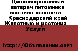 Дипломированный ветврач питомника мастино наполета - Краснодарский край Животные и растения » Услуги   